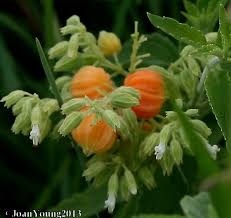 Image result for Hoslundia