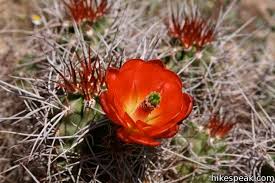 I found good section on whitewater preserve road right off. Joshua Tree Wildflowers Hikespeak Com