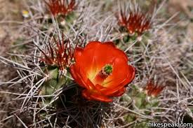 I found good section on whitewater preserve road right off. Joshua Tree Wildflowers Hikespeak Com
