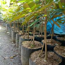 Review harga durian musang king terbaru 2019 damainesia. Bibit Durian Musang King Kaki 3 Asli Musangking Shopee Indonesia