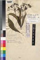 Image result for Rauvolfia mombasiana