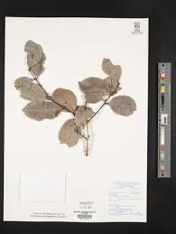 Image result for Garcinia buchneri