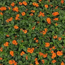 Image result for Crossandra