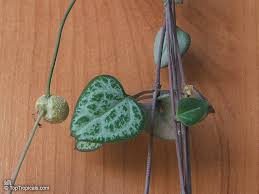 Image result for Ceropegia meyeri-johannis