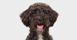 Schnoodle Dog Breed Information, Pictures, Characteristics ...