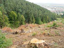 Defrisarea padurilor din retezat, in parlamentul european. In Romania Au Fost DefriÈate La Ras Peste 3 400 De Hectare De PÄdure In 2018 Dar Oficial Fondul Forestier A Crescut Topul Regional Al DefriÈÄrilor Revista Patronatelor