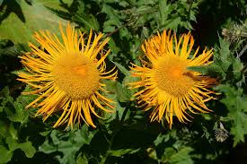 Image result for Pentanema indicum