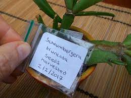 Your plant will need 12 to 14 hours of total darkness, along with cool. How To Harvest Cactus Seed Schlumbergera Christmas Cactus Thanksgi Christmas Cactus Holiday Cactus Christmas Cactus Flower