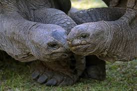 Maybe you would like to learn more about one of these? Aldabra Riesenschildkrote Tier Steckbrief Fur Kinder Schule