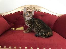 Maybe you would like to learn more about one of these? On Sale Cat Toyger