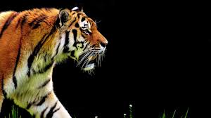We have an extensive collection of amazing background images carefully chosen by our community. Tiger 4k Wallpapers Wallpaper Cave