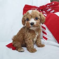 So are you ready to commit to a cavapoo puppy? West Pet Home Presenting Only The Best Puppies