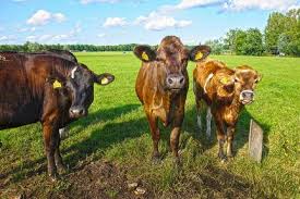 What Livestock Eat Are Farm Animals Stealing Our Grub Livestock Animals Cattle