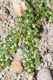 Image result for Guilleminea densa