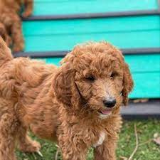 Find rescues groups dedicated to other dog breeds in new jersey: Goldendoodle Breeders In New Jersey 2021 Top 4 Picks We Love Doodles