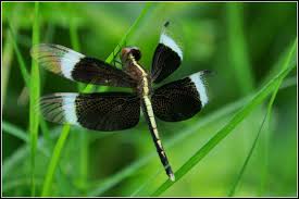 fotograf doga yusufcuk yusufcuk ve kurt yavrulari omurgasiz net kanatli bocekler makro fotografciligi organizma kelebek adaptasyon eklem bacakli damselfly bitki fotografcilik kanat zararli bitki koku vahsi hayat riodinidae guveler