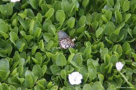 Image result for Falkia