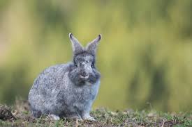 Fruits, vegetables, nuts, and seeds are all digestible and safe for squirrels to eat. Can Rabbits Eat Pumpkin Neeness