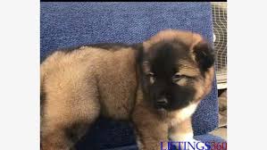 Find dogs and puppies for sale, near you and across australia. Both Sex Big Bone Caucasian Puppies Available For Sale Abuja