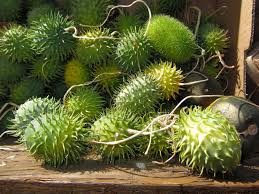 (whole foods only carries green.) you could also pick up the calabaza squash for the cuban creole stew, for 89 cents/pound. Chayote 101 What Is It Health Benefits And How To Use It One Green Planet