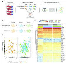 We did not find results for: Experimental Design And Analysis A Cell Culture Using Hep2 Download Scientific Diagram