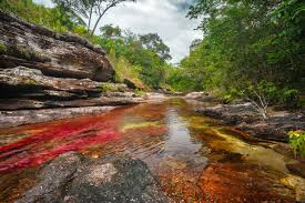 Caño Cristales - Wikipedia, la enciclopedia libre