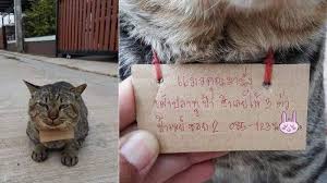Untuk mendownload gambar lucu 2018 dibawah ini, tinggal klik kanan pada gambar, kemudian pilih save image as untuk menyimpannya di perangkat anda (pc/komputer atau smartphone/hp android) Viral Kucing Gemuk 3 Hari Menghilang Tiba Tiba Pulang Bawa Daftar Utang Dari Bibi May Gang No 2 Banjarmasin Post