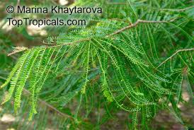 Image result for Phyllanthus