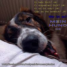Einen Schonen Sonntag Geniesst Den Tag Einen Besonderen Gruss An Alle Die Heute Arbeiten Und Gute Besserung Den Gute Nacht Guten Morgen Gruss Lustige Hunde