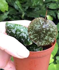 Pin On Orchid And Other
