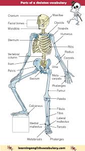 Hamstring muscle anatomy 3d medical vector illustration on white background. Human Skeleton English Vocabulary Facial Bones Medical Anatomy Human Anatomy And Physiology