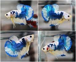 Live Betta Fish Marbled Metallic Blue Yellow Holstein Hmpk Halfmoon Plakat Male Betta Fish Betta Metallic Blue