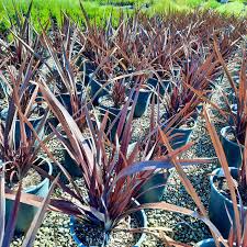 Image result for Phormium