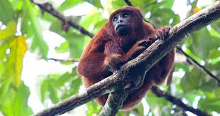 They eat variety of animals including turtles, deer and reptiles. 30 Amazon Rainforest Animals To Spot In The Wild Peru For Less