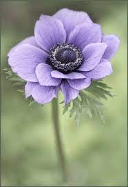 Flowergarden Purple Flowers Anemone Flower Anemone