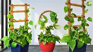 Money Plant Growing On Coir Stick Money Plant Tree Unique Idea For Mone Hanging Plants Indoor Plants Hanging Plants