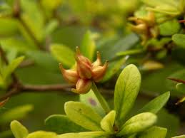 Image result for Terminalia boivinii