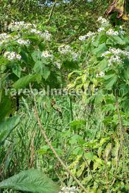 Image result for Solanecio mannii