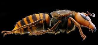 The asian giant hornet (vespa mandarinia), including the color form referred to as the japanese giant hornet, is the world's largest hornet. Vespa Assassina E Encontrada Nos Estados Unidos Olhar Digital