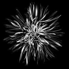 We did not find results for: Altering The Mood With Black And White Flower Photography