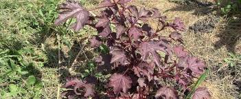 We did not find results for: Red Leaf Hibiscus False Roselle African Rose Mallow Hibiscus Acetosella Red Shield