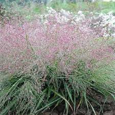 Image result for Eragrostis macrochlamys