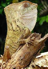 Hernandez S Helmeted Basilisk Lizard Types Lizard Weird Animals