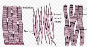 It is the pen diagram of skeletal, smooth and cardiac muscle for class 10, 11 and 12. Muscular Tissue Class 9 Tissues