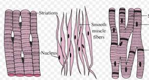 Smooth muscle cells typically form layers around hollow organs (fig. Muscular Tissue Class 9 Tissues