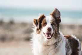 Choosing a name for your dog is, besides choosing the puppy, the best thing there is when you take a dog. 80 Great Dog Names That Mean Friend Or Loyal By Kidadl