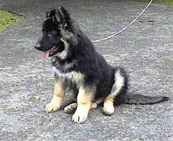 King Shepherd Puppies Puppies Shepherd Puppies Pretty Dogs