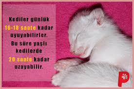 Kediler Uykucu Canlilardir Peki Ne Kadar Uyurlar Kedi Kedisever Hayvansever Patiaski Kedi Kedi Kopek Kopek