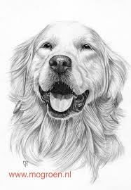 Tekeningen Van Mens En Dier Dieren Tekenen Dieren Golden Retriever Kunst