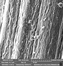 Image result for Grewia micrantha